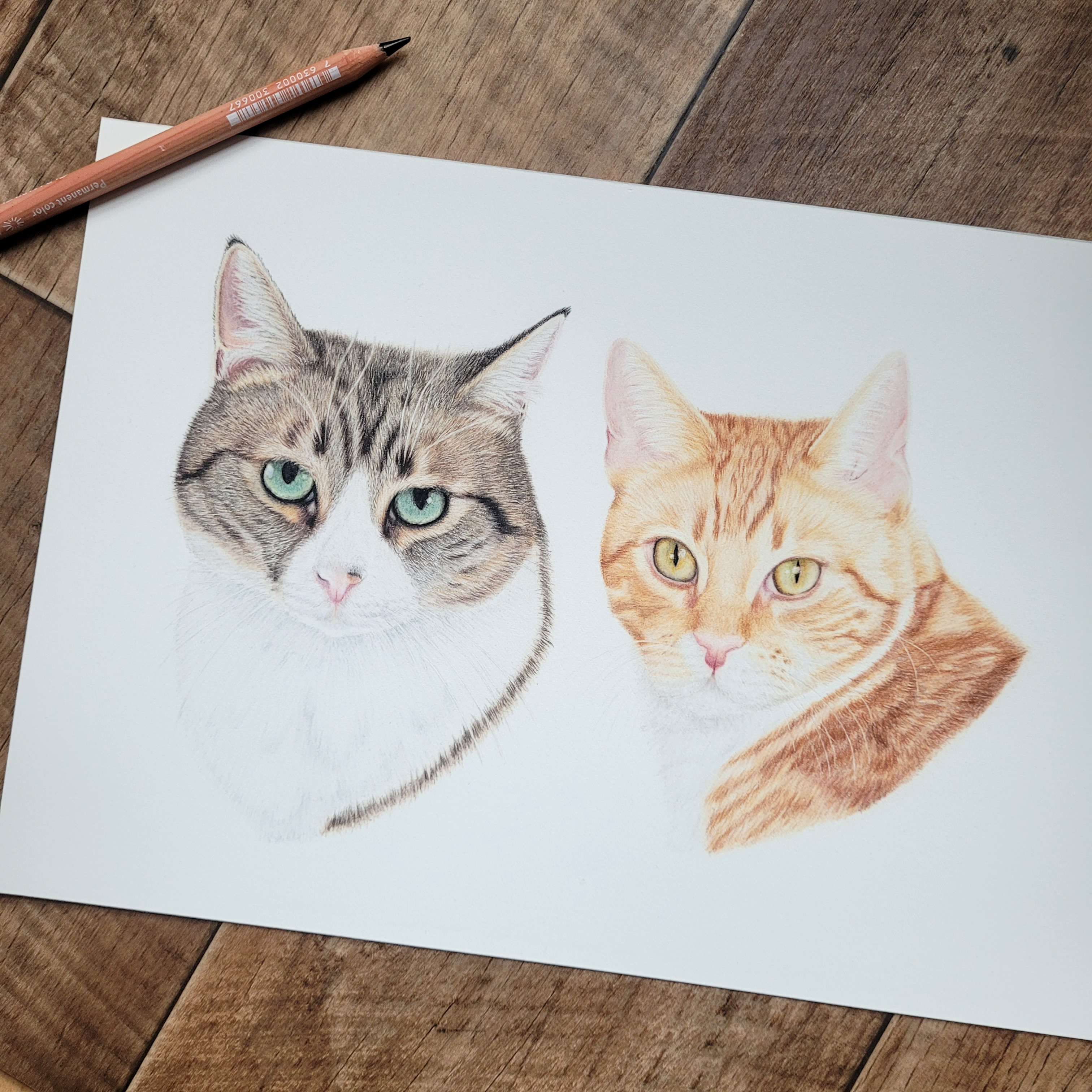 Katze Katzen Katzentzeichnung Tierzeichung Tierportrait