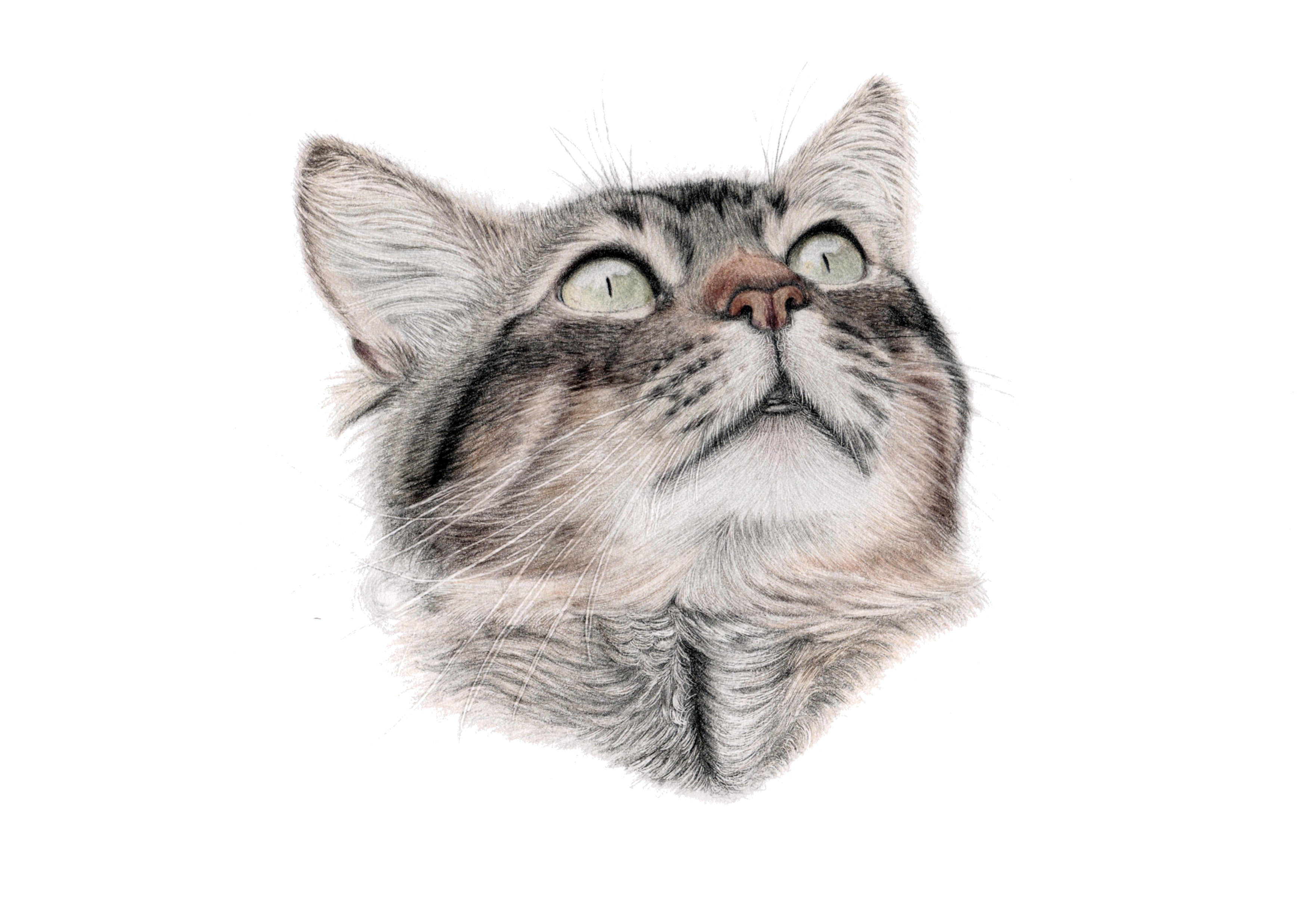 Cat Katze Katzenzeichnung Kunst Tierportrait