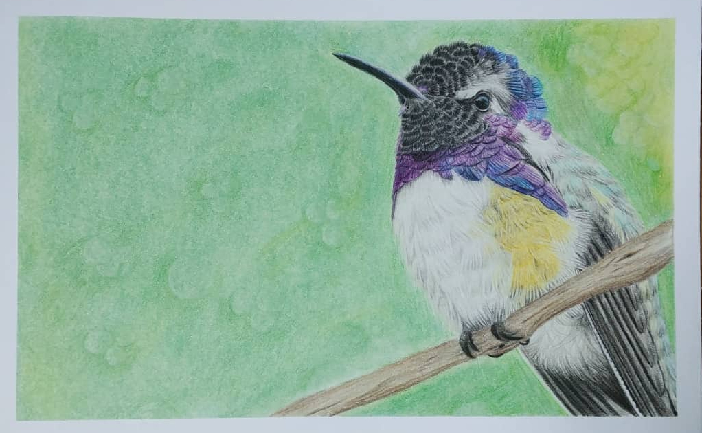 Kolibri Zeichnung Tierliebe Tierzeichung Portrait