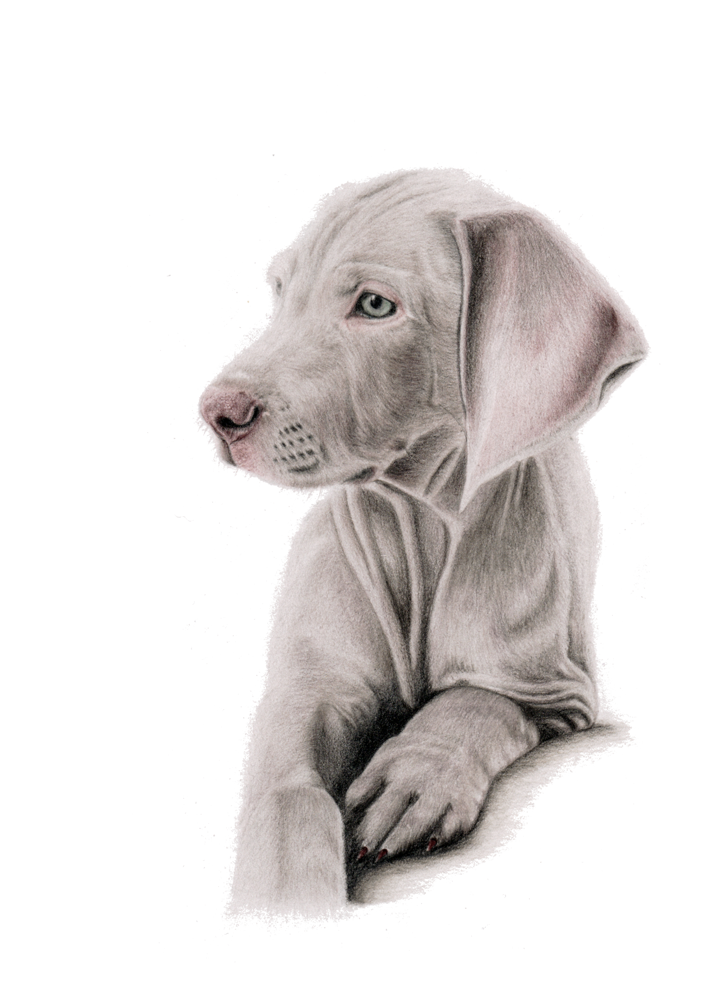 Weimeraner Hund Hundezeichung  Tierportrait