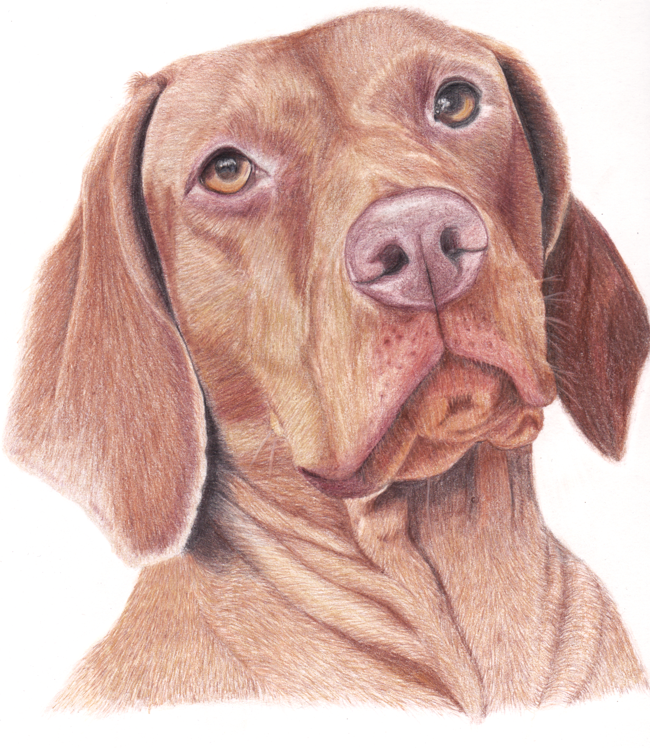 Hund Zeichung Auftragszeichnung Hundeliebe Tierliebe